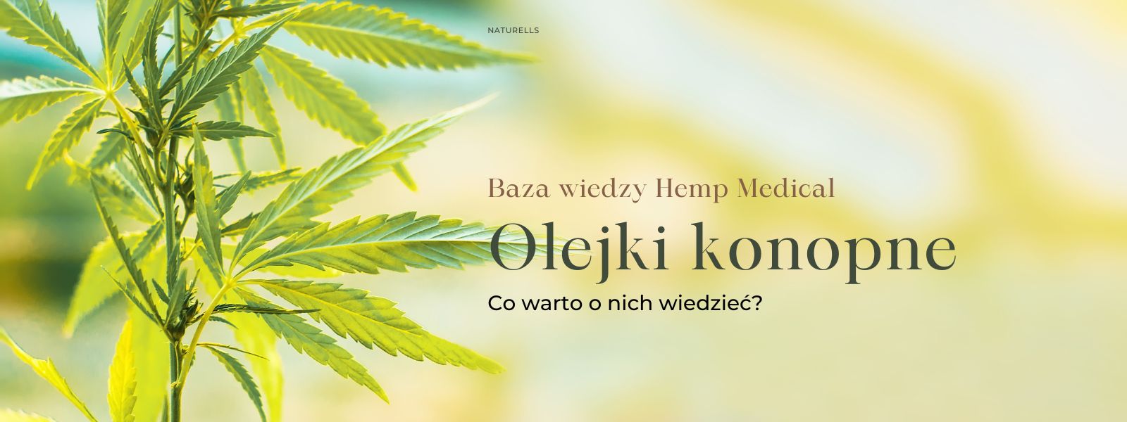Olejki konopne. Co warto o nich wiedzieć?